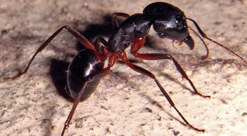 Insects