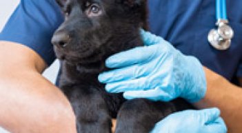 Veterinary